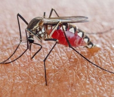 ВНИМАНИЕ! Семинар «Актуальные вопросы лабораторной диагностики малярии и бабезиозов»